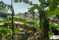 Kondisi Atap Rumah Warga RT.7 Akibat Reruntuhan Pohon Trembesi Milik PT. Badak
