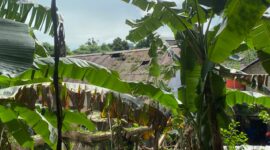 Kondisi Atap Rumah Warga RT.7 Akibat Reruntuhan Pohon Trembesi Milik PT. Badak