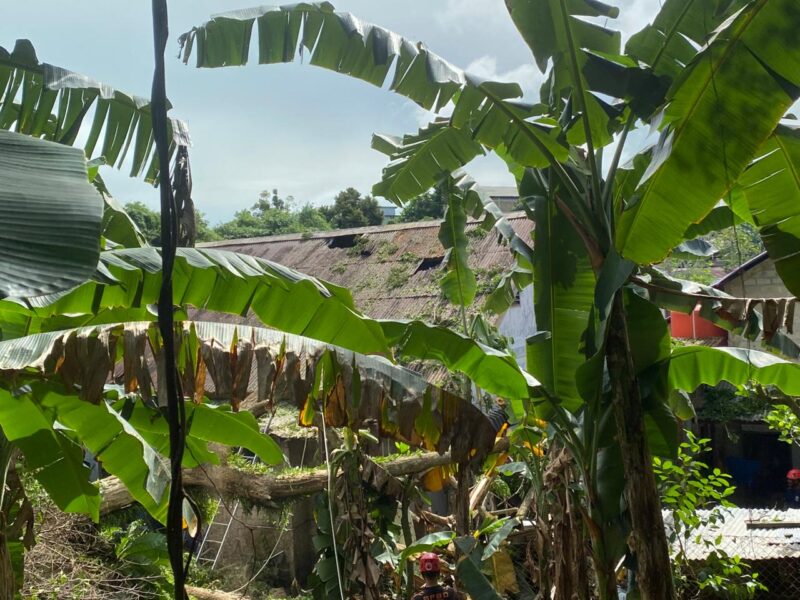 Kondisi Atap Rumah Warga RT.7 Akibat Reruntuhan Pohon Trembesi Milik PT. Badak