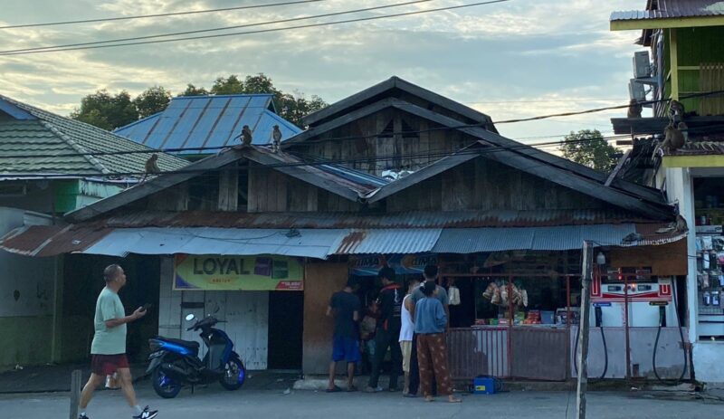 Monyet-monyet Liar Ngamuk, Kulkas Dibobol, Dagangan Disikat