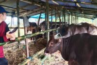 DKP3 Cek Sapi Kurban Yang Masuk Ke Bontang
