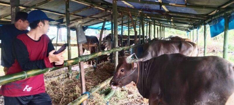 DKP3 Cek Sapi Kurban Yang Masuk Ke Bontang
