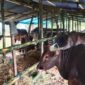DKP3 Cek Sapi Kurban Yang Masuk Ke Bontang