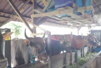 Penjualan Sapi Milik Supriono di Jalan KS Tubun, Kelurahan Api-Api