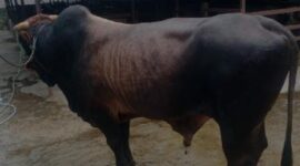 Ilustrasi sapi babon. (Doc.istimewa)