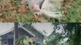 Penemuan mayat bayi pertama di Kanal 2, Jalan Pendidikan, Sangatta (atas). 

Penemuan mayat bayi kedua di Jalan Komando 2, Desa Sangatta Utara (bawah).