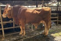 Keterangan Foto: Ilustrasi (Ist.)