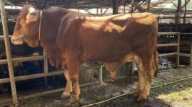 Keterangan Foto: Ilustrasi (Ist.)