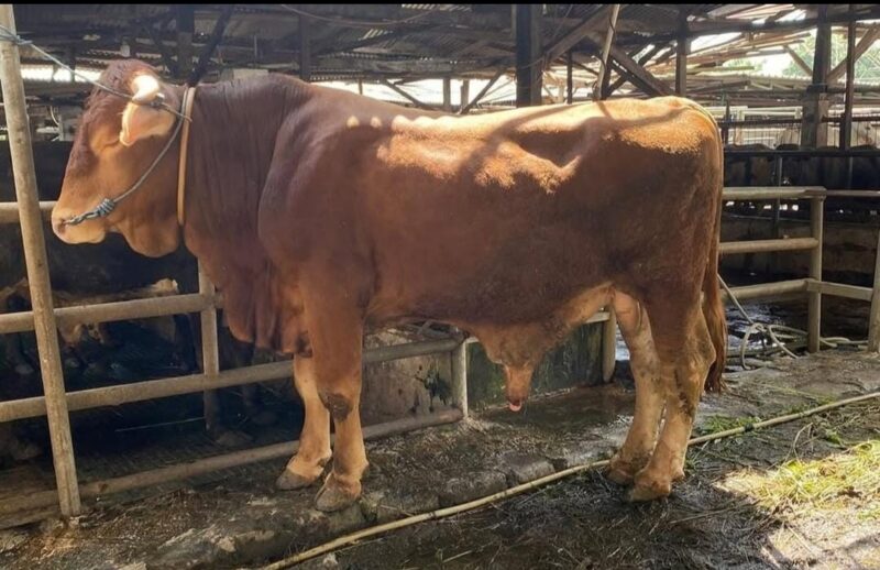 Keterangan Foto: Ilustrasi (Ist.)