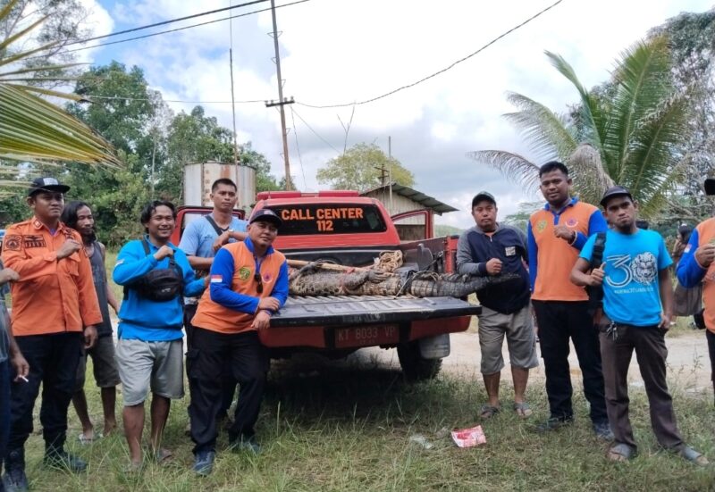Foto: Proses Evakuasi buaya. (Pusdalops)