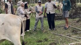 Fery Andrian Kanan (Peternak Sapi)